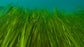 Rackwick Sea Grass Curlneck Sweater