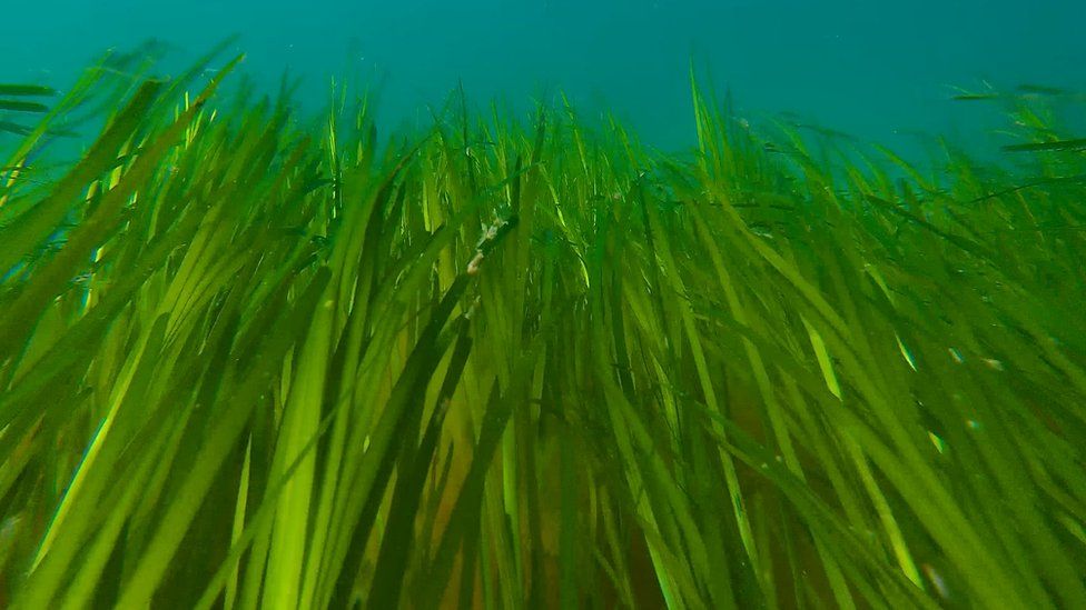 Rackwick Sea Grass Headband