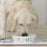 Seakisses  Beach Dog Bowl - on sale