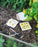 Studio Wald - Flower Press - Vintage Buttercup