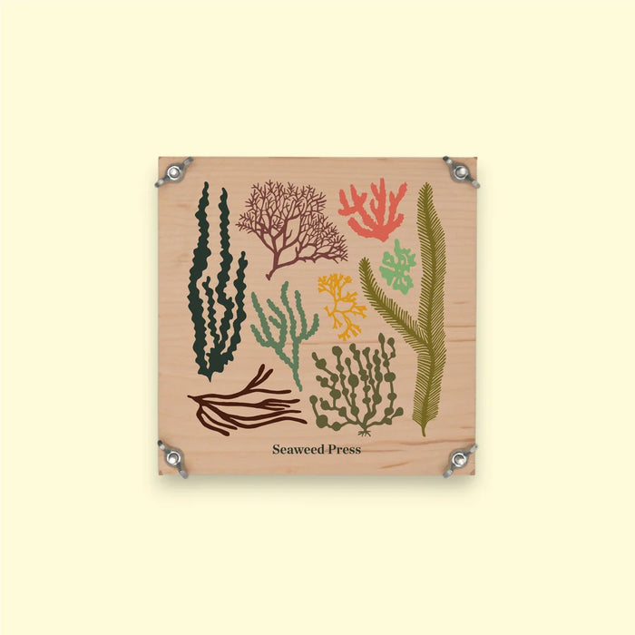 Studio Wald - Seaweed Press Kit