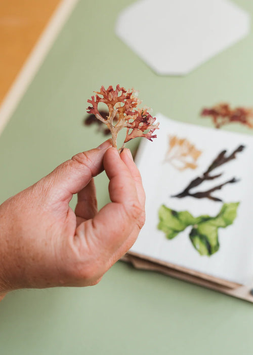 Studio Wald - Large Seaweed Press