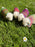 Southbeach Design x Judith Glue Rackwick Fair Isle Felted Sheep