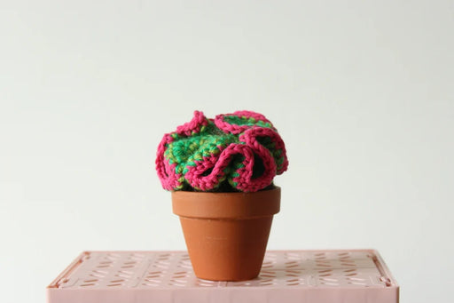 Hooked and Hung Crochet Brain Cacti - Variety of colours available