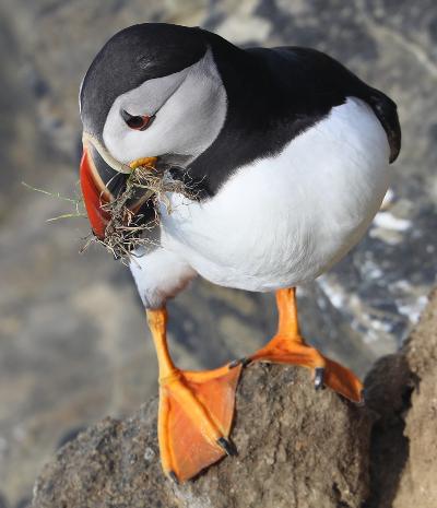 Orkney Puffin Tea Bag Tidy